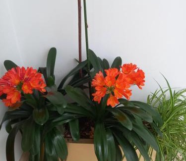 Puente Nuevo Apartamento | Apartamentos Rurales Llagumelon