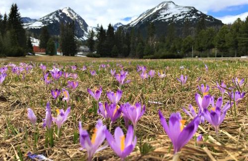 Strbske Pleso Apartamento | Apartmán Crocus 313