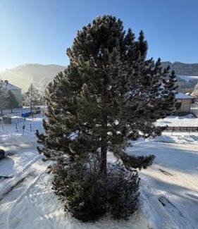 Loucna nad Desnou Apartamento | apartmán pod turbínou
