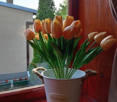 Vrdnik Apartamento | Apartman IVANA