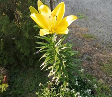 Mladenovac Apartamento | Apartman Nebojša