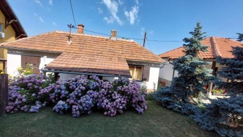 Mladenovac Apartamento | Apartman Nebojša