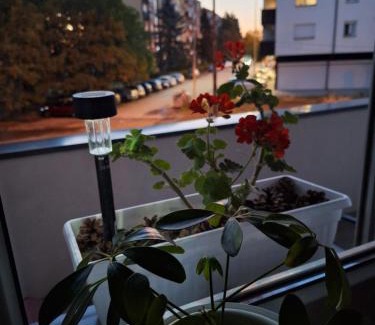 Mladenovac Apartamento | Apartman ZID