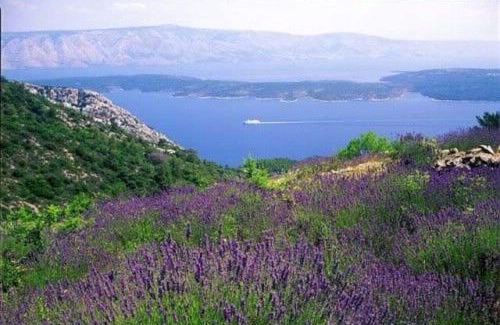Ivan Dolac Apartamento | Apartments Antun
