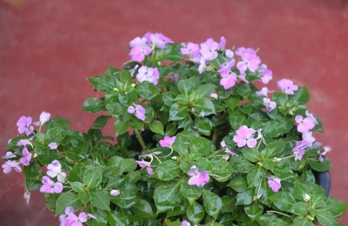 Kandy Hotel | Apple Sara Home Stay
