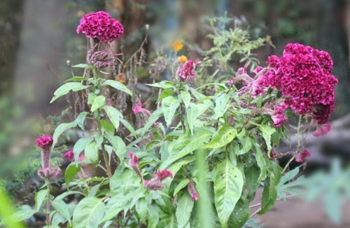 Kandy Hotel | Apple Sara Home Stay