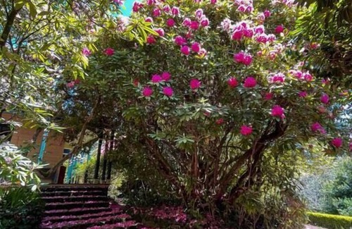 Mount Macedon Casa | Ard Choille Cottages