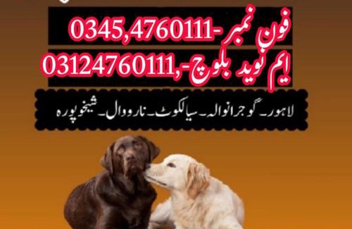 Faisalabad Apartamento | Army Dog Center Faisalabad