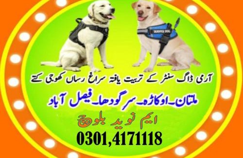Faisalabad Apartamento | Army Dog Center Faisalabad