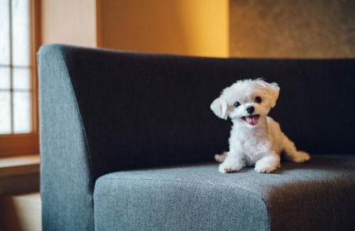 Nakagyo Ward Casa | Asahi House Kyoto Dog Friendly