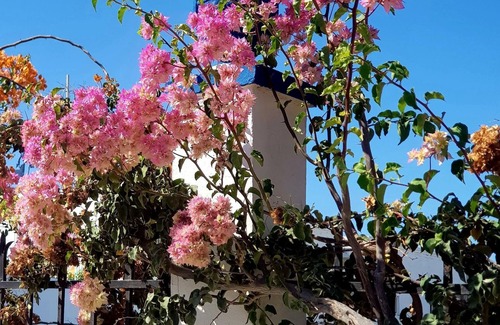 Linopotis Apartamento | Aspro Spiti Hotelapart in Tigaki, Kos