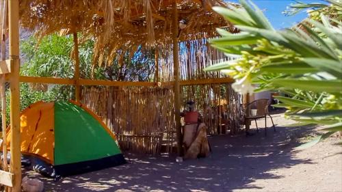 Vicuna Otro | Astro Camping Elqui Experience