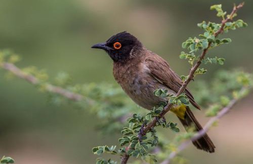 Windhoek Cabina | Auas Safari Lodge