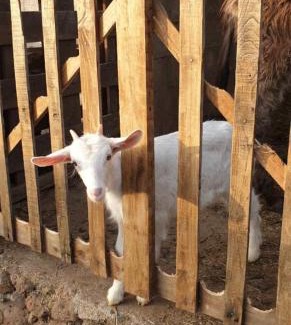 Borore Casa | Azienda agricola Affittacamere S'Ispinalba di Laura Pitzolu