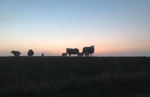 Oosterend Cama Y Desayuno | B&B De Oude Skuur Texel