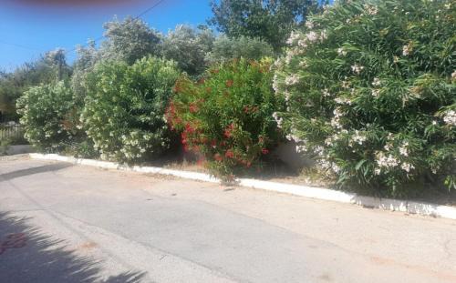 Selinia Casa | Babis Garden Salamina