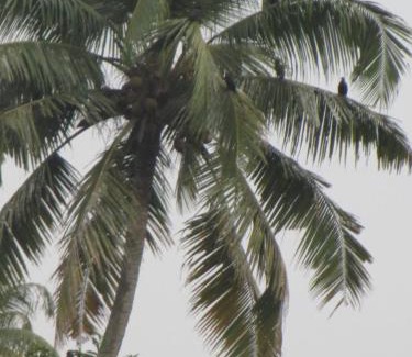 Kumarakom Casa | Backwater Breeze