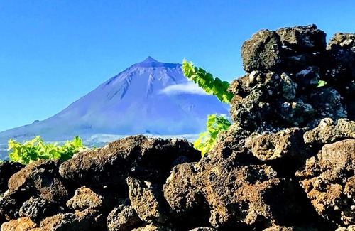 Sao Roque do Pico Casa | Baco's Vineyard