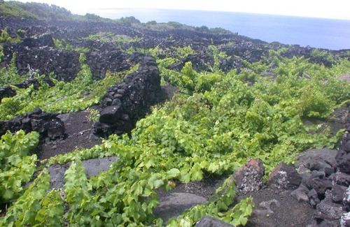 Sao Roque do Pico Casa | Baco's Vineyard