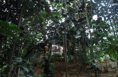 Hatton Complejo | Bamboo Cabana Adams Peak