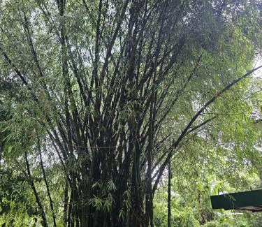 Kunnathidavaka Cabina | Bamboo house