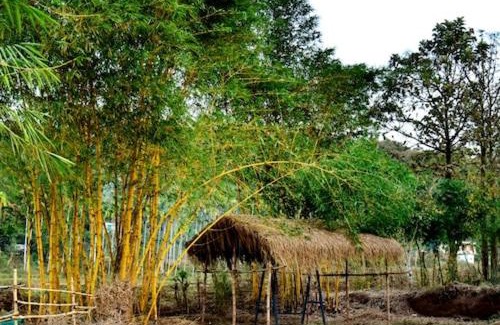 Kaimane Casa | Bamboo world kuruva