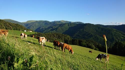Frantschach-Sankt Gertraud Apartamento | Bauernhof Pension Juri