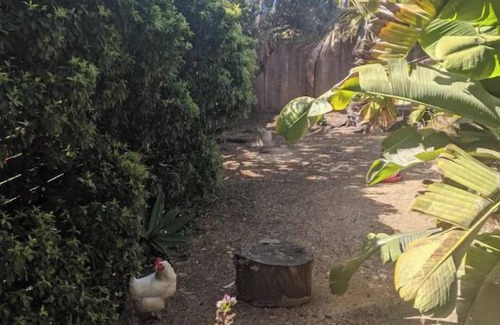 Richmond Annex Apartamento | Bay Area Tiny Tranquil Oasis - with Backyard Chickens!