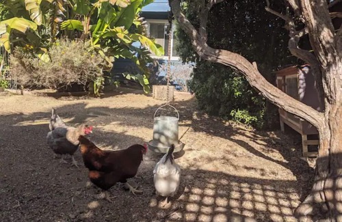 Richmond Annex Apartamento | Bay Area Tiny Tranquil Oasis - with Backyard Chickens!