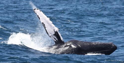 Puerto Bahia Apartamento | Beach Apartment on Samana Bay with Pool, AC, Fast Wi-Fi, Walk to Beach & River, Whale Watching, Near Salto El Limón