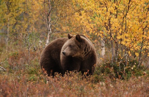 Kehys-Kainuu Apartamento | Bear Centre