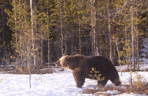 Kehys-Kainuu Apartamento | Bear Centre