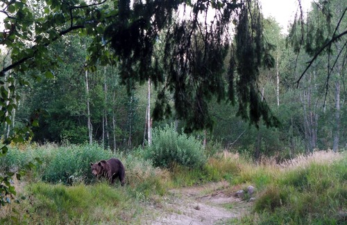 Vinni Parish Cabina | Bear Watching and Photography Hide