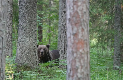 Vinni Parish Cabina | Bear Watching and Photography Hide