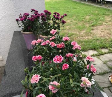 Hollviken Apartamento | Bed & Breakfast Höllviken
