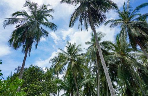 Wok Tum Casa | Behind The Temple Island Eco-Bungalow 15min Walk To Hin Kong Beach