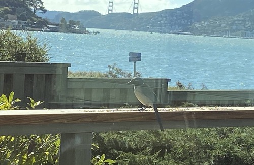 Belvedere Tiburon Casa | Bella Vista: pacífica, relajante y cómoda