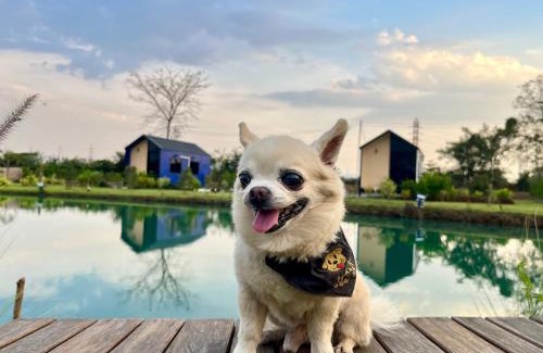 Nong Rua Complejo | Bergen Resort เบอร์เกน รีสอร์ท