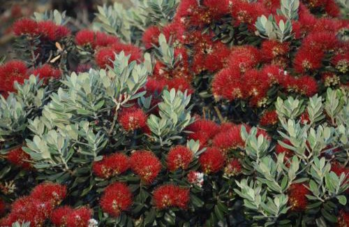 Te Henga Apartamento | Bethells Beach Cottages