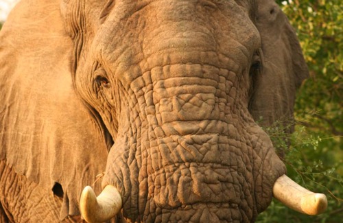 Maruleng Cabina | Big 5 Self-catering Lodge