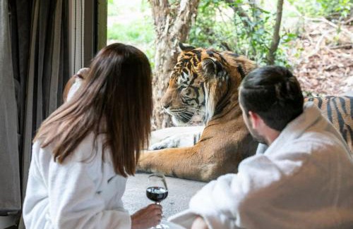 Town of Sullivan Casa | Big Cat Bungalows at The Haven - Lion 4