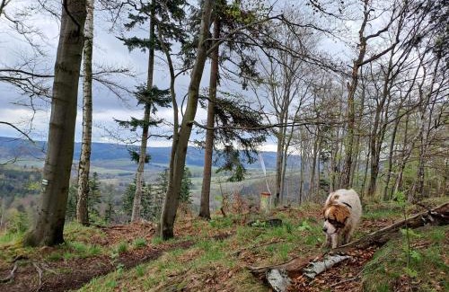Chvalec Apartamento | Bike & Enduro Penzion Petříkovice