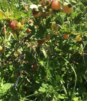Borra Cama Y Desayuno | Bio Fattoria Cà d'Pignat
