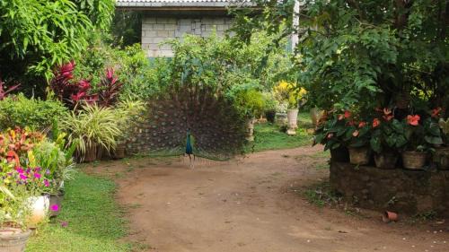 Tangalle Casa | Bird House Villas