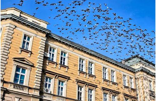 Medijana Apartamento | Blue New Yorker