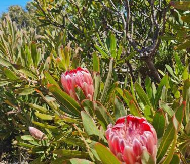 Betty's Bay Casa | Brandys beach house bettys bay