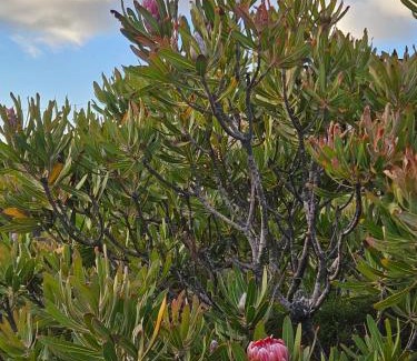 Betty's Bay Casa | Brandys beach house bettys bay