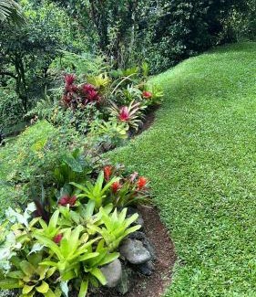 La Tigra Casa | Bromelia House