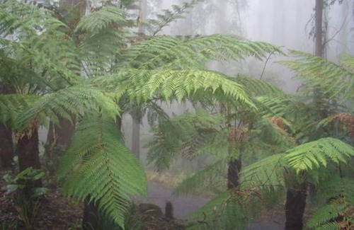 Mount Dandenong Cabina | Brook Cottage: Private rainforest with river