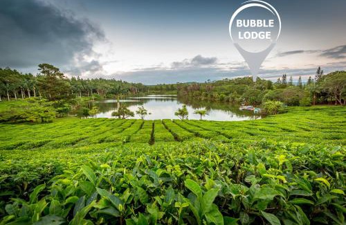 Bois Cheri Cabina | Bubble Lodge Bois Chéri Plantation